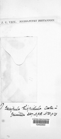 Diplodia consors image